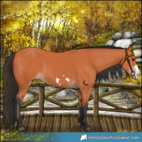 Horse Color:Bay Frame 