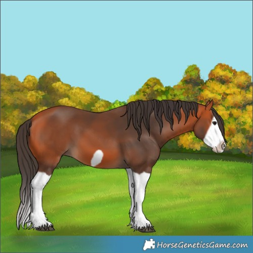 Horse Color:Bay Splash Frame 