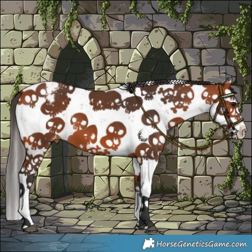 Horse Color:Bay Sabino Appaloosa 