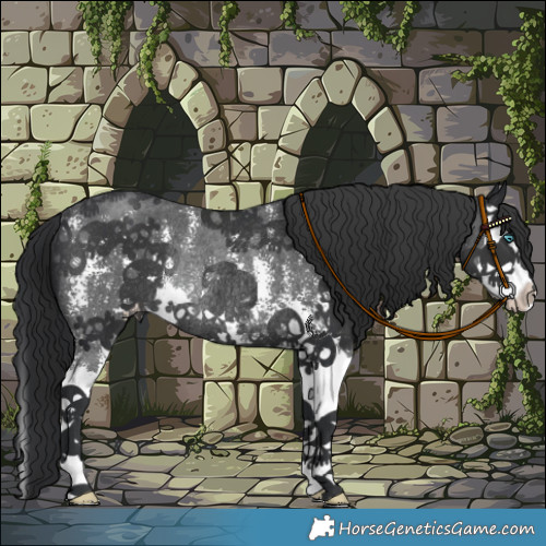 Horse Color:Black Sabino Splash Varnish Rabicano 