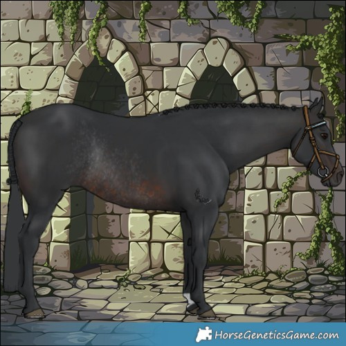 Horse Color:Brown Rabicano 
