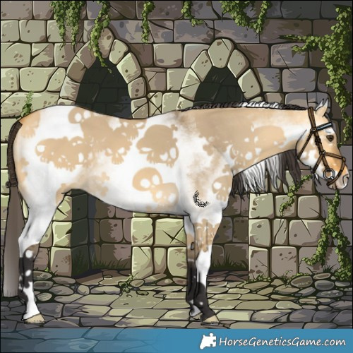 Horse Color:White Spotted Buckskin Dun