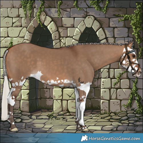 Horse Color:Silver Bay Dun Splash 