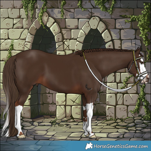 Horse Color:Liver Chestnut Splash 