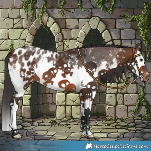 Horse Color:Brown Sabino Splash Blanket 