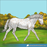 Horse Color:Silver Sable Champagne Dun Near Leopard 