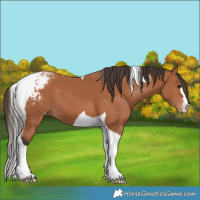 Horse Color:Bay Tobiano Blanket