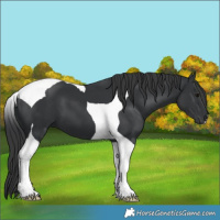 Horse Color:Black Tobiano