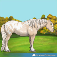 Horse Color:Palomino Pearl Blanket