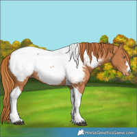 Horse Color:Chestnut Tobiano Near Fewspot
