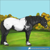 Horse Color:Black Near Fewspot 