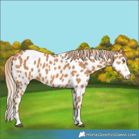 Horse Color:Chestnut Leopard 