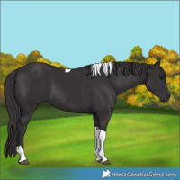 Horse Color:Smoky Black Tobiano 