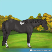 Horse Color:Smoky Black Tobiano
