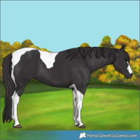 Horse Color:Smoky Black Tobiano 