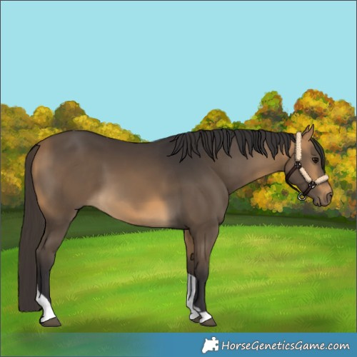 Horse Color:Buckskin Tobiano 