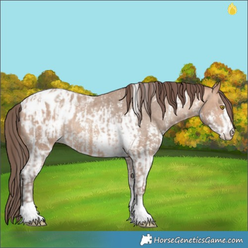 Horse Color:Amber Champagne Sabino Tobiano Appaloosa  and Amber Champagne Sabino Tobiano Appaloosa 