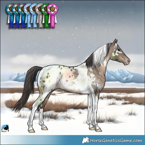 Horse Color:White Spotted Brown Dun Tobiano Blanket Rabicano