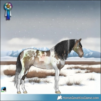 Horse Color:White Spotted Brown Dun Tobiano Rabicano 