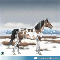Horse Color:White Spotted Brown Dun Tobiano Rabicano