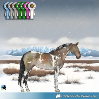 Horse Color:White Spotted Brown Dun Tobiano Rabicano 