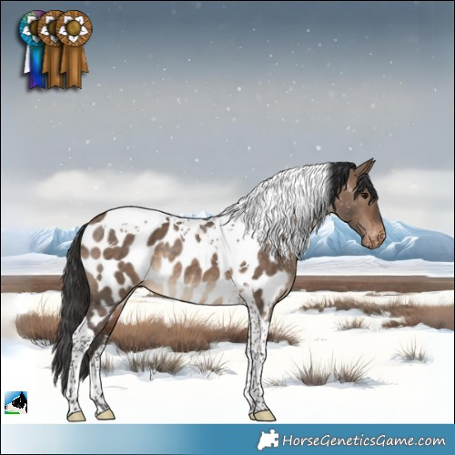 Horse Color:Bay Dun Tobiano Near Leopard Rabicano