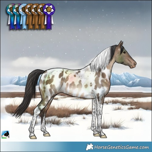 Horse Color:Bay Dun Tobiano Near Leopard Rabicano 