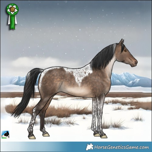 Horse Color:Brown Dun Tobiano Rabicano 