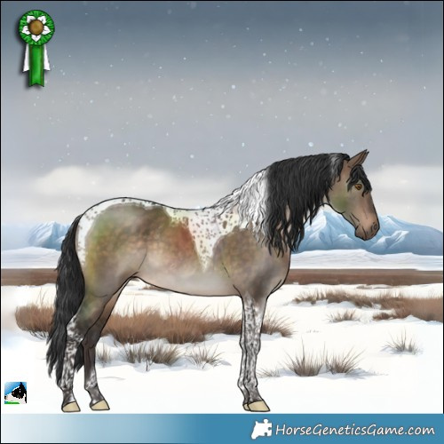 Horse Color:Brown Dun Tobiano Rabicano 