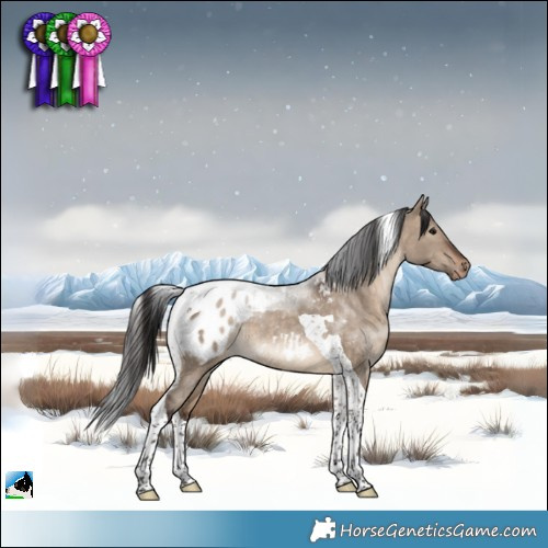 Horse Color:Brown Dun Tobiano Appaloosa Rabicano 