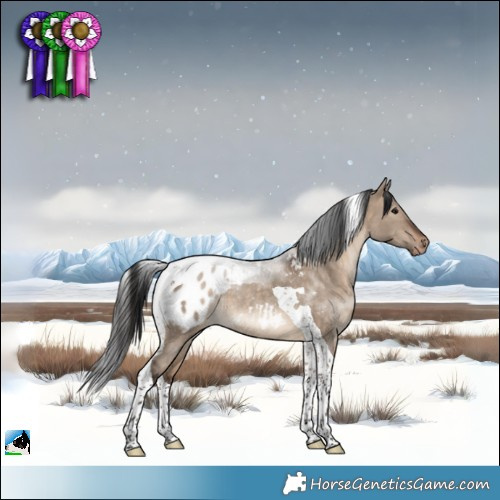 Horse Color:Brown Dun Tobiano Appaloosa Rabicano 