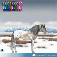 Horse Color:Brown Dun Tobiano Appaloosa Rabicano