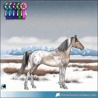 Horse Color:Brown Dun Tobiano Appaloosa Rabicano 