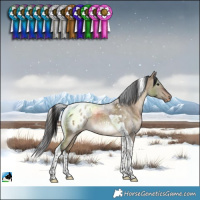 Horse Color:Brown Dun Tobiano Blanket Rabicano