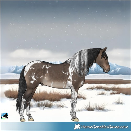 Horse Color:White Spotted Brown Dun Tobiano 