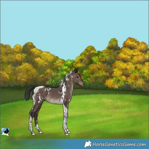 Horse Color:White Spotted Brown Dun Tobiano 