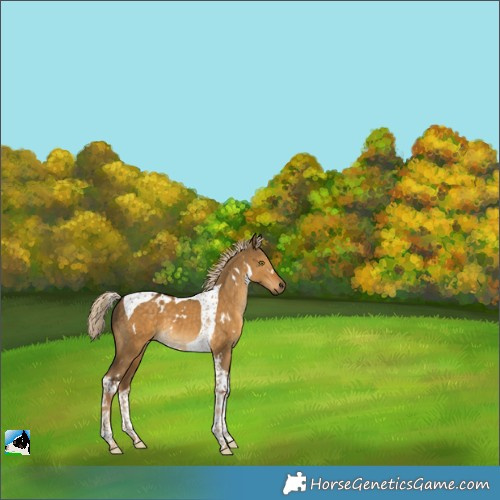 Horse Color:White Spotted Chocolate Palomino Dun Tobiano 