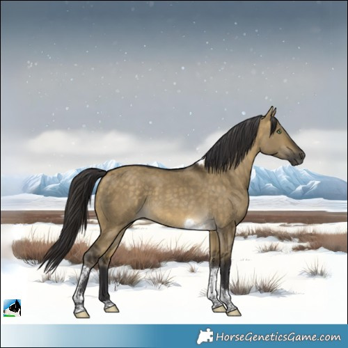 Horse Color:Buckskin Dun Tobiano 