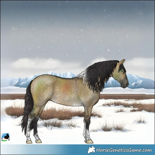 Horse Color:Buckskin Dun Tobiano 