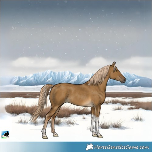 Horse Color:Chocolate Palomino Dun Tobiano 