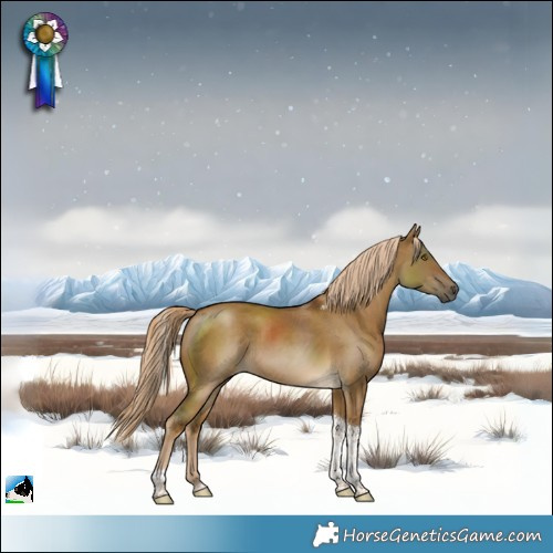 Horse Color:Chocolate Palomino Dun Tobiano