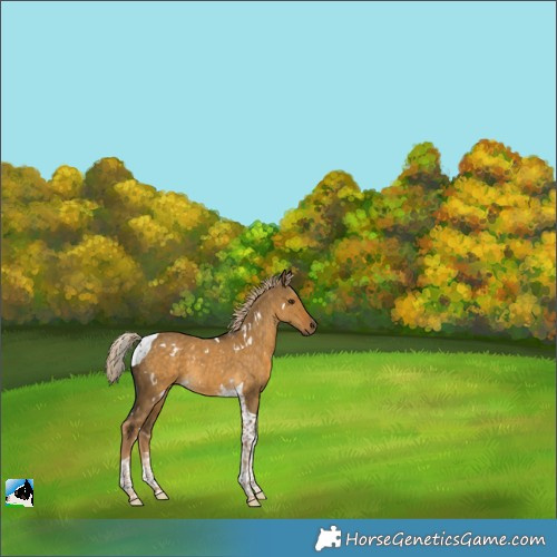 Horse Color:White Spotted Chocolate Palomino Dun Tobiano 