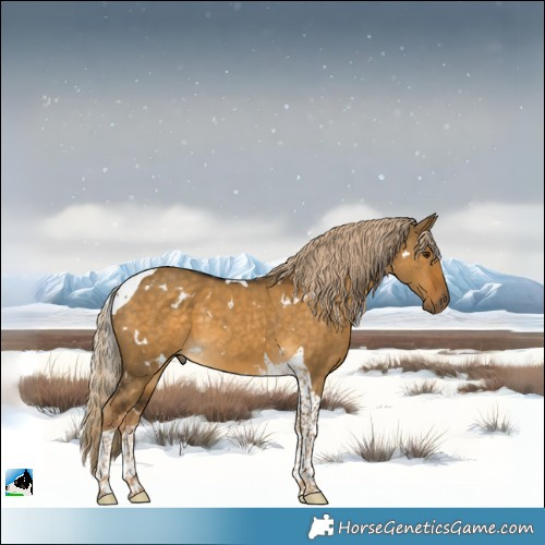 Horse Color:White Spotted Chocolate Palomino Dun Tobiano 