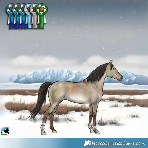 Horse Color:Liver Red Dun Tobiano 