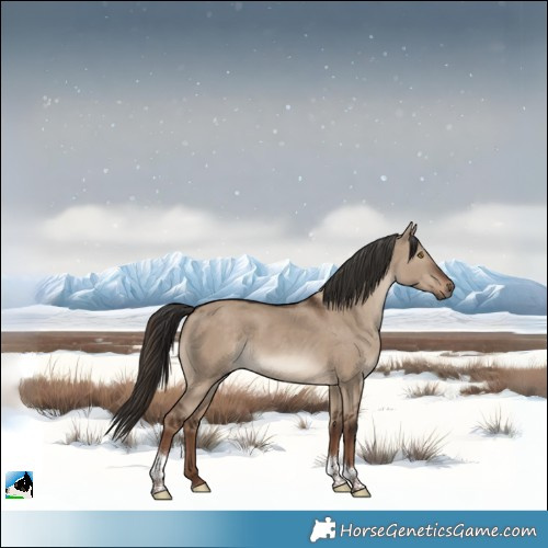 Horse Color:Liver Red Dun Tobiano 