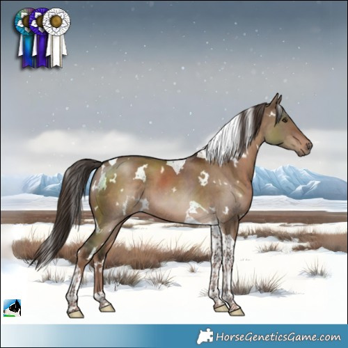 Horse Color:White Spotted Liver Red Dun Tobiano 