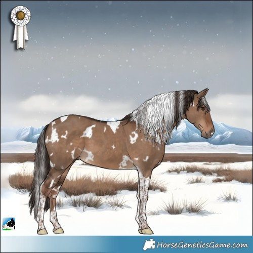 Horse Color:White Spotted Liver Red Dun Tobiano