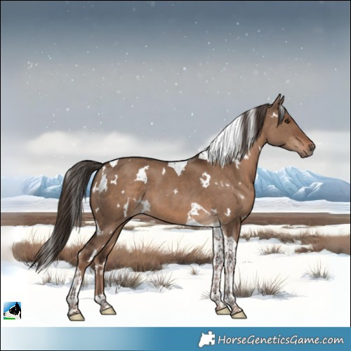 Horse Color:White Spotted Liver Red Dun Tobiano 