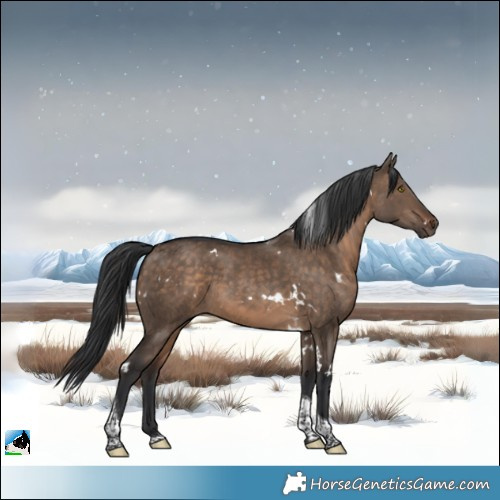 Horse Color:White Spotted Brown Dun Tobiano 