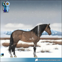 Horse Color:White Spotted Brown Dun Tobiano